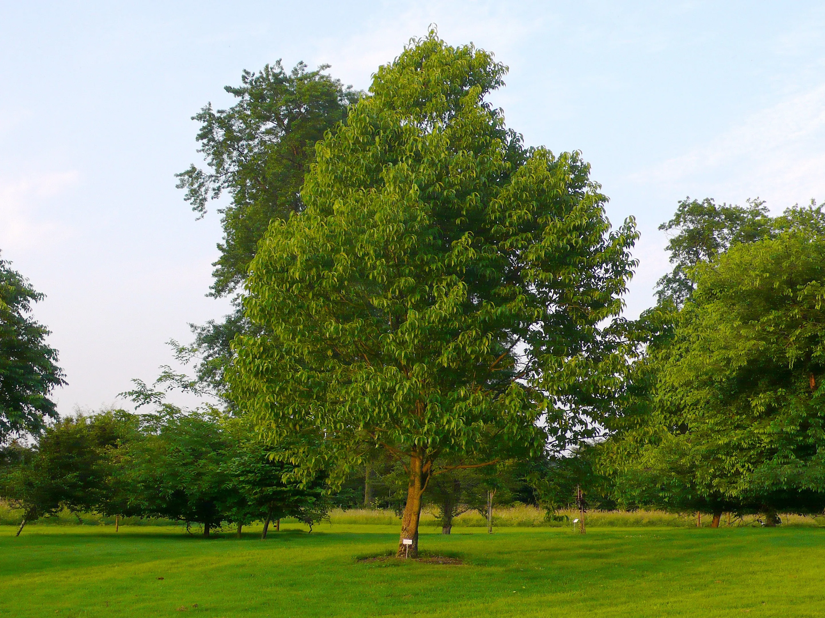 Hardy rubber Tree Eucommia ulmoides 100 Seeds  USA Company