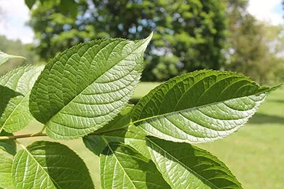Hardy rubber Tree Eucommia ulmoides 100 Seeds  USA Company
