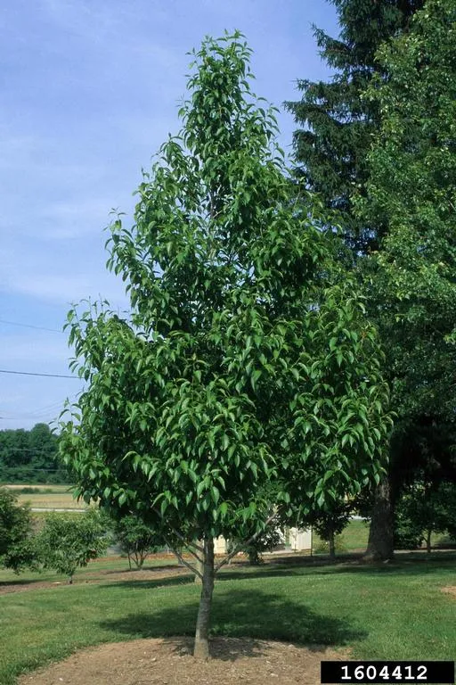 Hardy rubber Tree Eucommia ulmoides 100 Seeds  USA Company