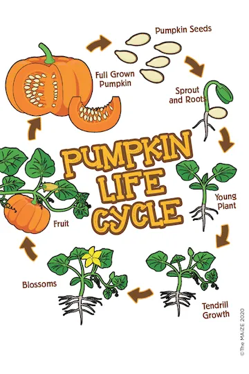 Munchkin Pumpkin Kit Artwork