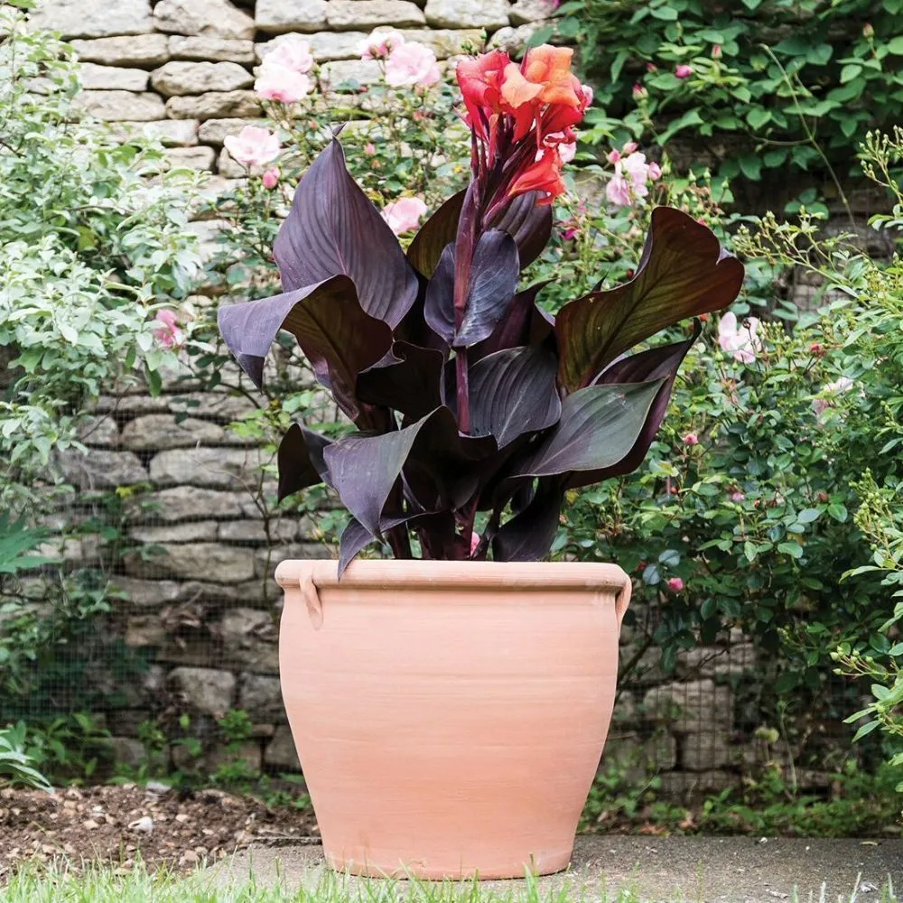 Woodlodge 28cm Terracotta Clove Brace Pot